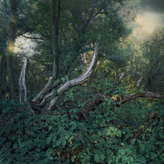 RUBUS