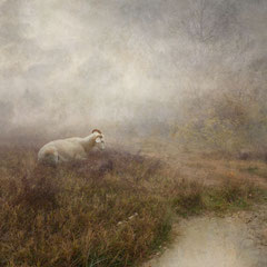 DAYS OF FOG AND WONDER XIII