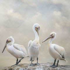 TRIO