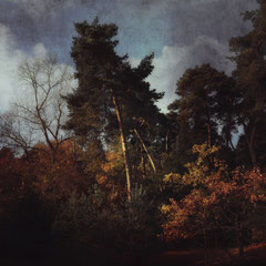 PINEWOOD