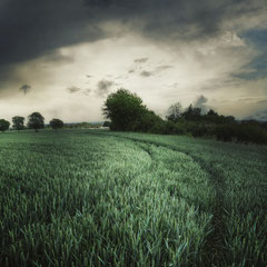 FIELD STUDY #5