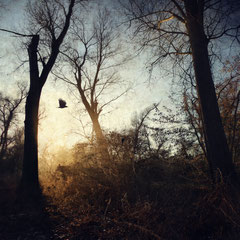 RETURN OF THE SUN II