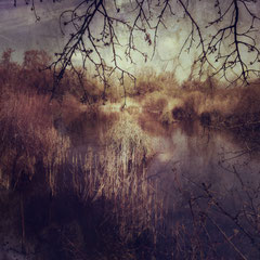 THROUGH THE REEDS