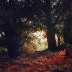 NOTES FROM THE FOREST DIARY - DAY 45
