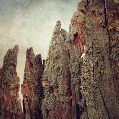 WOOD & LICHEN