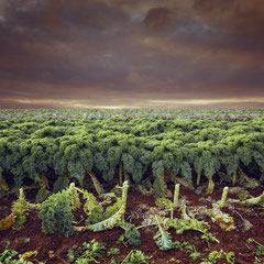 <span style="font-family: Ubuntu Condensed; letter-spacing:0.3em;">RECENTLY ON PLANET KALE</span>