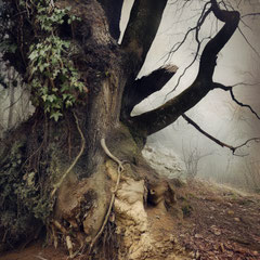 BARK AND IVY