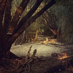 DRIFTWOOD