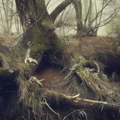 <span style="font-family: Ubuntu Condensed; letter-spacing:0.3em;">NOTES FROM THE FOREST DIARY<br />DAY THIRTY-FOUR</span> </p>