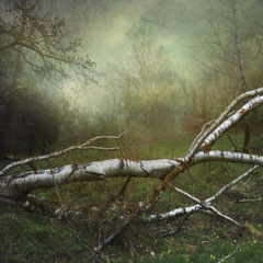 FALLEN BIRCH