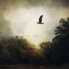 BLACK KITE WITH PREY