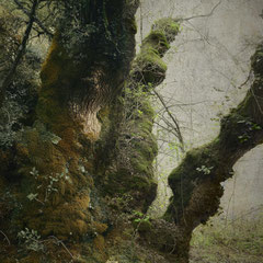 DARKWOOD