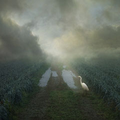 WINTER FIELD