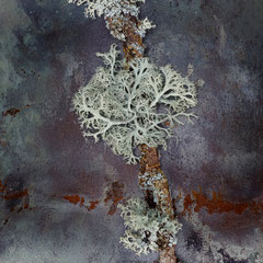 LICHEN IV