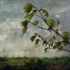 YOUNG MAPLE LEAVES