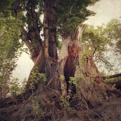 RIVERSIDE POPLARS II