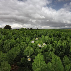 BEET FIELD