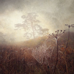 DAYS OF FOG AND WONDER XI