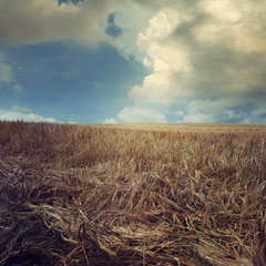 FIELD STUDY #23