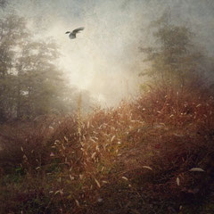 DAYS OF FOG AND WONDER I
