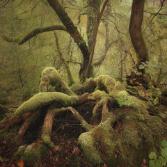 SONGS FROM AN EVIL WOOD (PART II)
