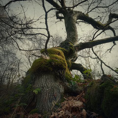 NOTES FROM THE FOREST DIARY - DAY 60