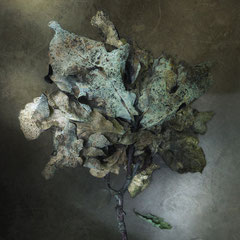 <span style="font-family: Ubuntu Condensed; letter-spacing:0.3em;">OAK LEAVES</span><br>