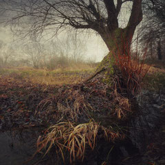 WETLAND