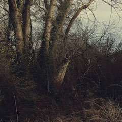 NOTES FROM THE FOREST DIARY - DAY 53