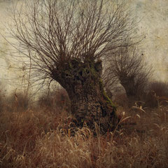 THE ELDERS