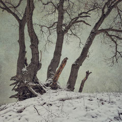 A WINTER SYMPHONY | MOVEMENT III