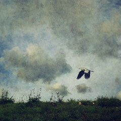 WINGBEATS