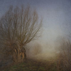 <span style="font-family: Ubuntu Condensed; letter-spacing:0.3em;">WILLOWS ON A FOGGY MORNING</span> </p>