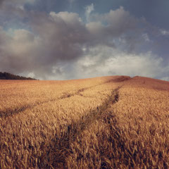 FIELD STUDY #11