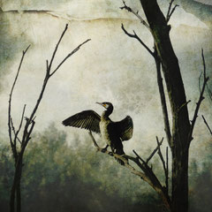 DARKEST BIRDS