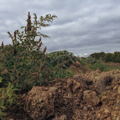 SOIL