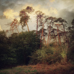 LENNEBERGWALD