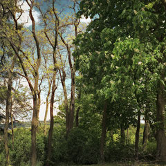 AESCULUS