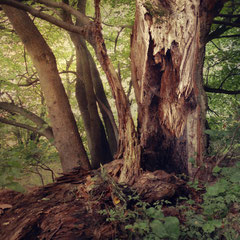THE OLD FOREST VI