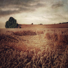 FIELD STUDY #28