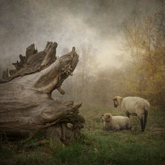 DAYS OF FOG AND WONDER XXV