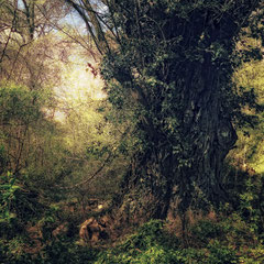 HIDDEN TREASURE