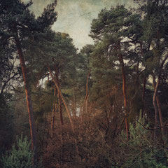 PINEWOOD II