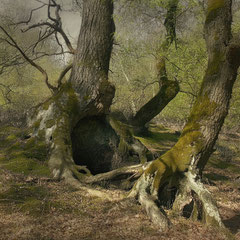 NOTES FROM THE FOREST DIARY - DAY 50