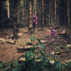 FOXGLOVE