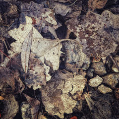 LEAF AND STONE