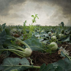 KOHLRABIFELD
