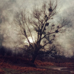 THE FRAGILE DAY