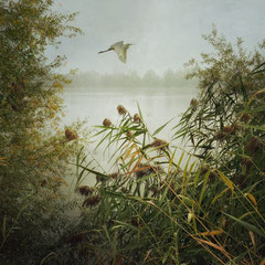 FLIGHT OF THE GREAT EGRET