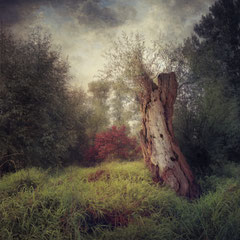 THE LONELY SENTINEL
